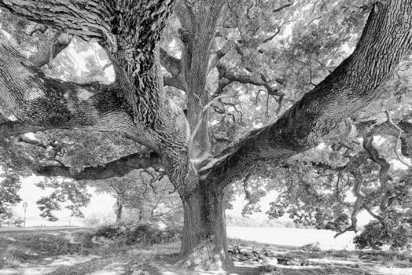 Photograph Della Latta Massimo  Siesta on One Eyeland